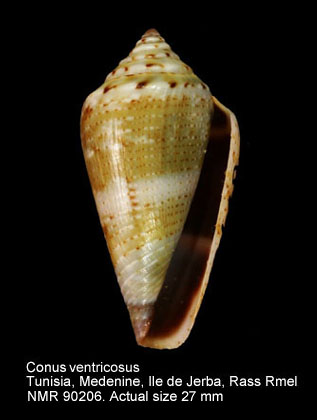 Conus ventricosus (7).jpg - Conus ventricosusGmelin,1791
